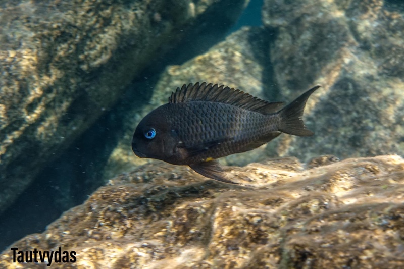 Tropheus sp. 'crescentic' Segunga (north)